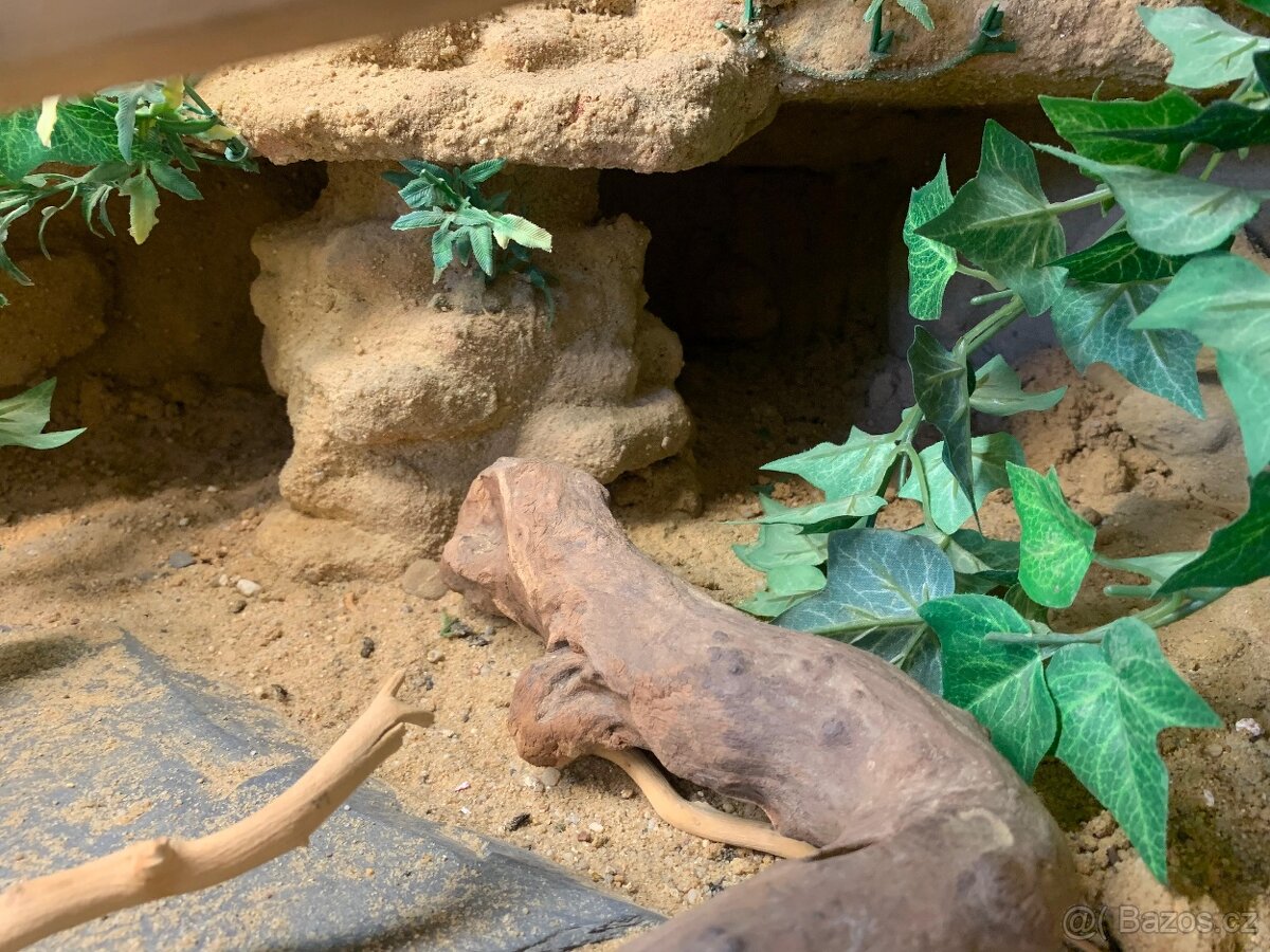 Prodám velké terárium + 2× agama vousatá - 4