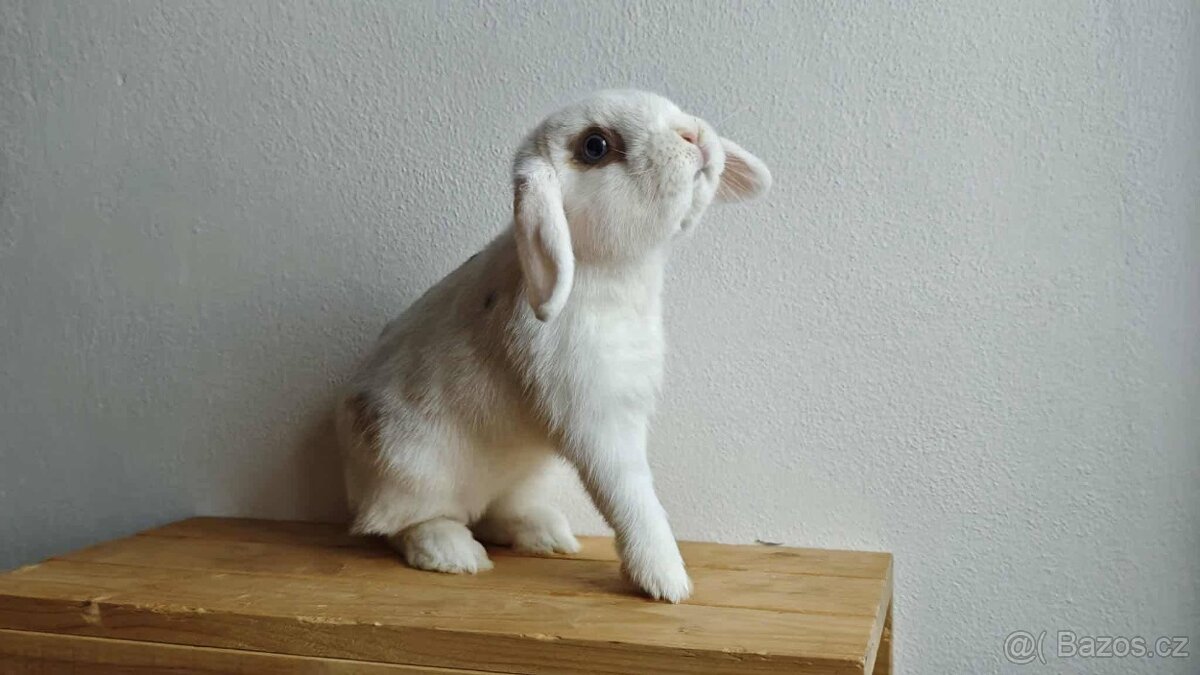 Sportovní králík - 4