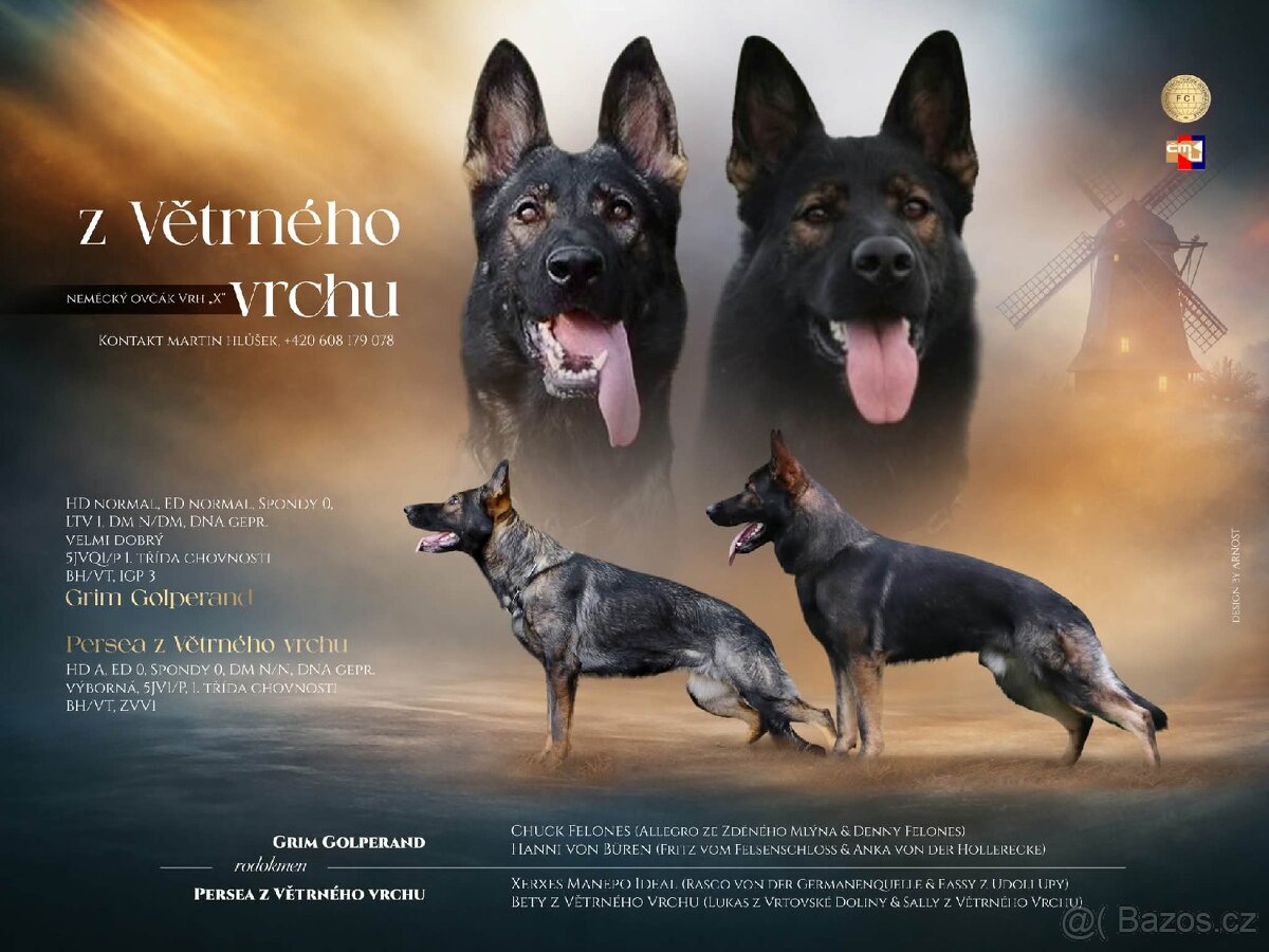 Prodám štěňata německého ovčáka s PP - 4