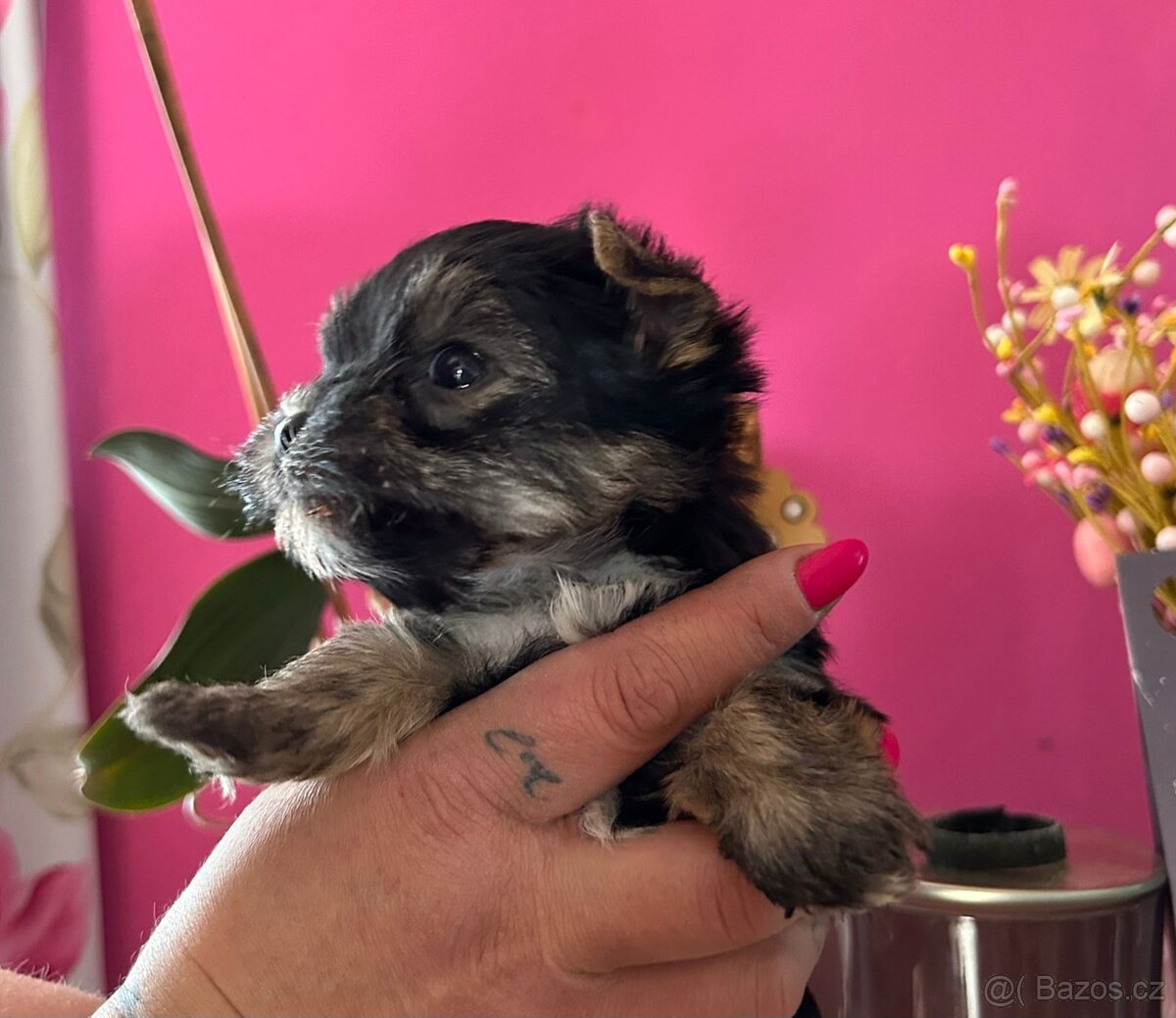 Jorkšířský teriér s PP - 4