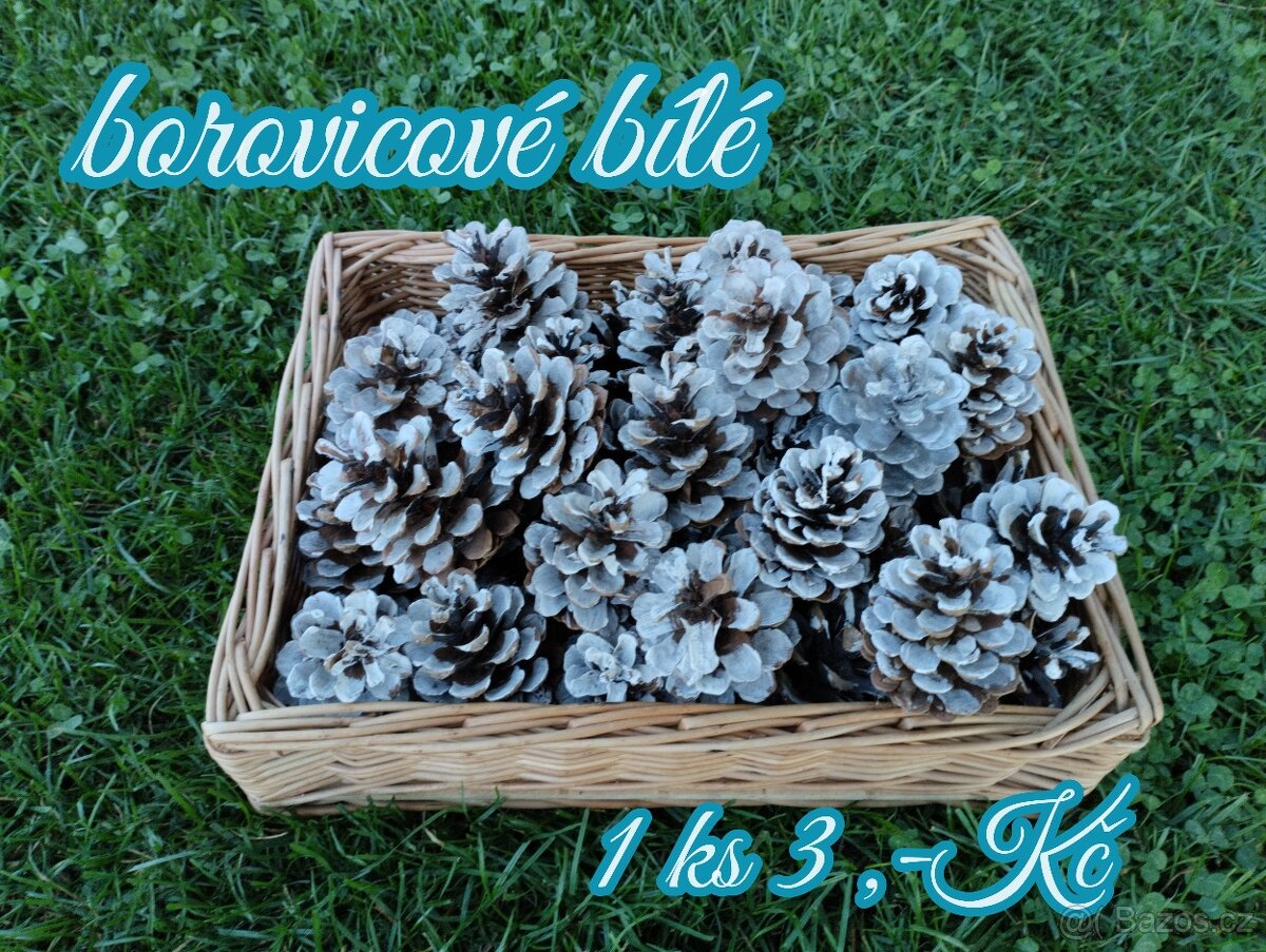Borovicové šišky - 4