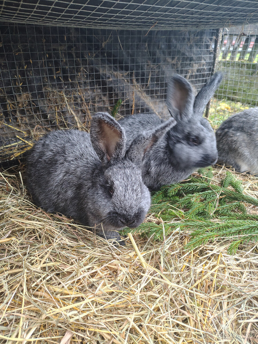 Králíci - samice - 4