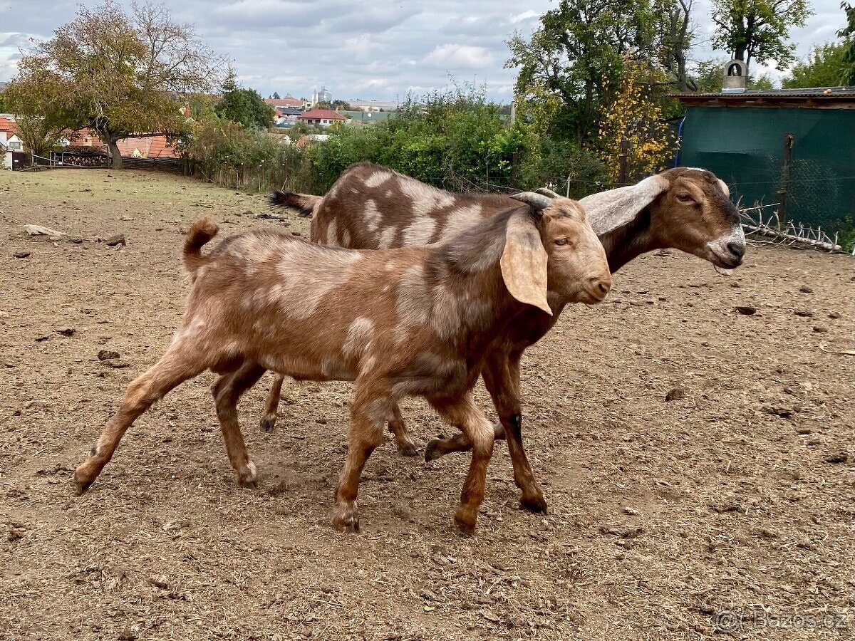 Anglonubijský Kozel 100% k připuštění - 4