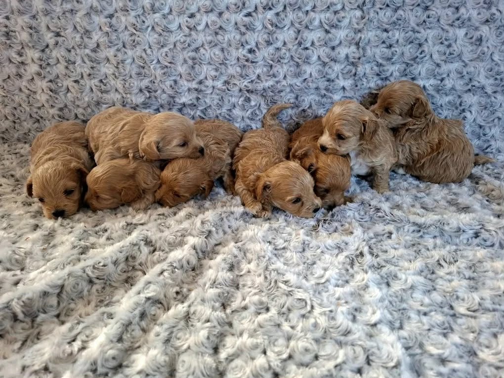 maltipoo , maltipo - 4