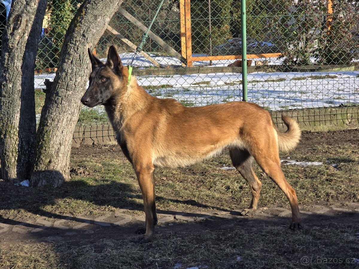 Roční Fenka Malinois - 4