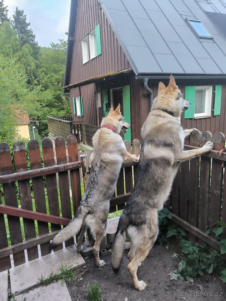 Československý vlčák - 4