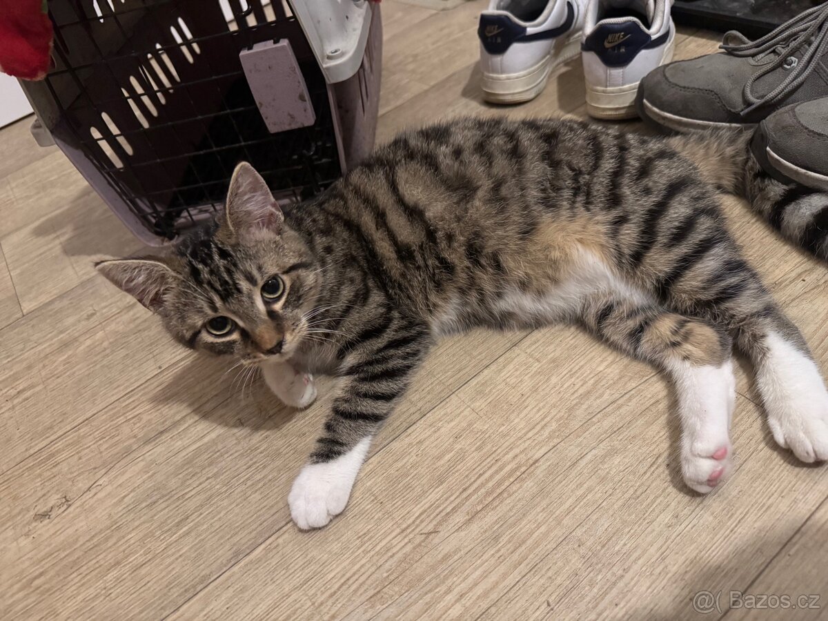 Daruji kočičky - 4