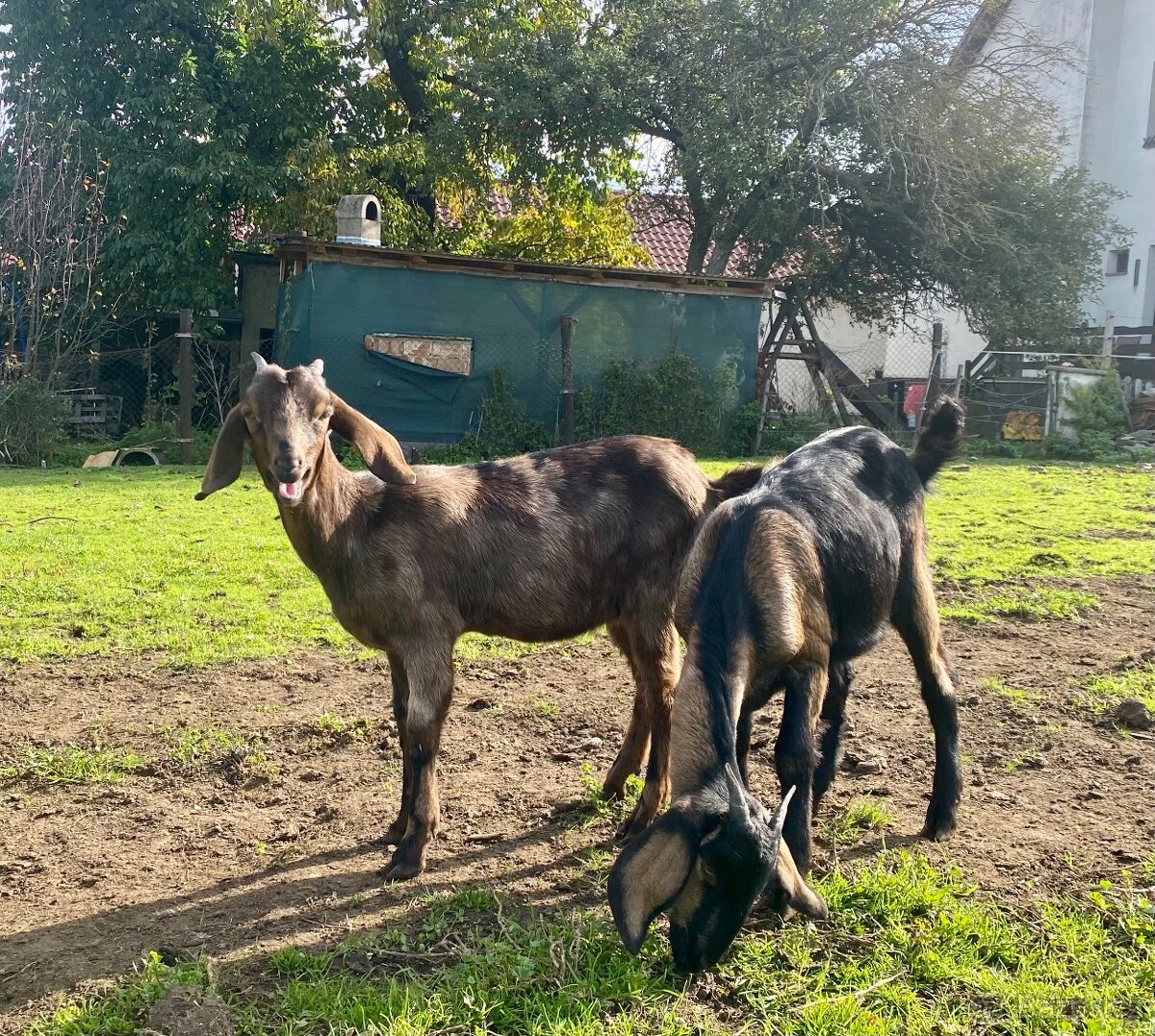 Anglonubijská kozička bez POP - 4