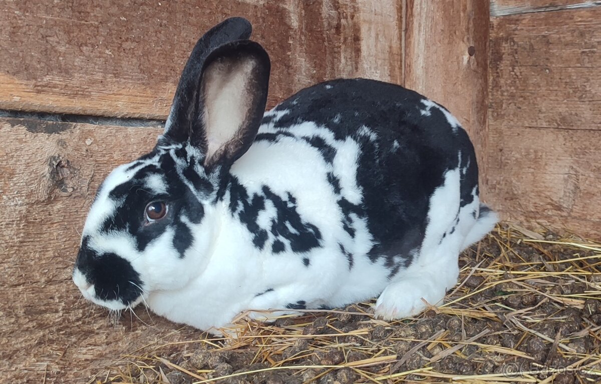 Černý a strakatý rex - 4