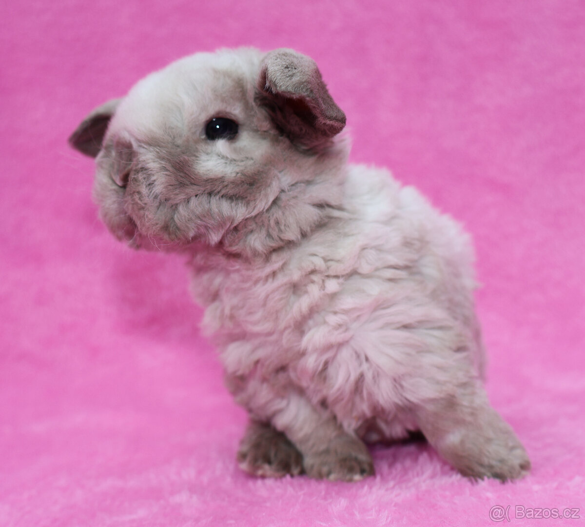 Zakrslý rex beránek s VP . Malinký sameček . - 4