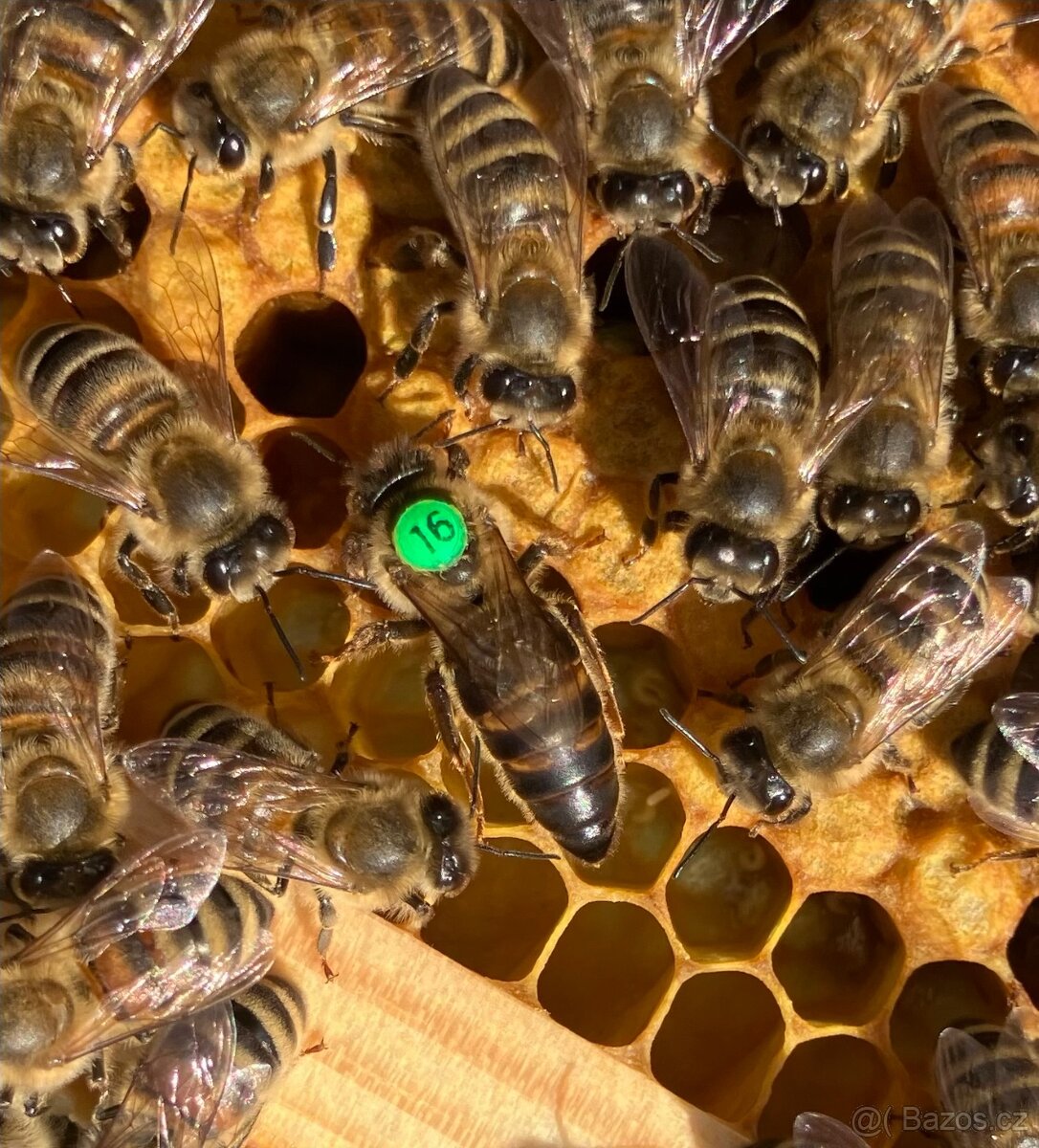 Včelí oddělky 2026 - 4