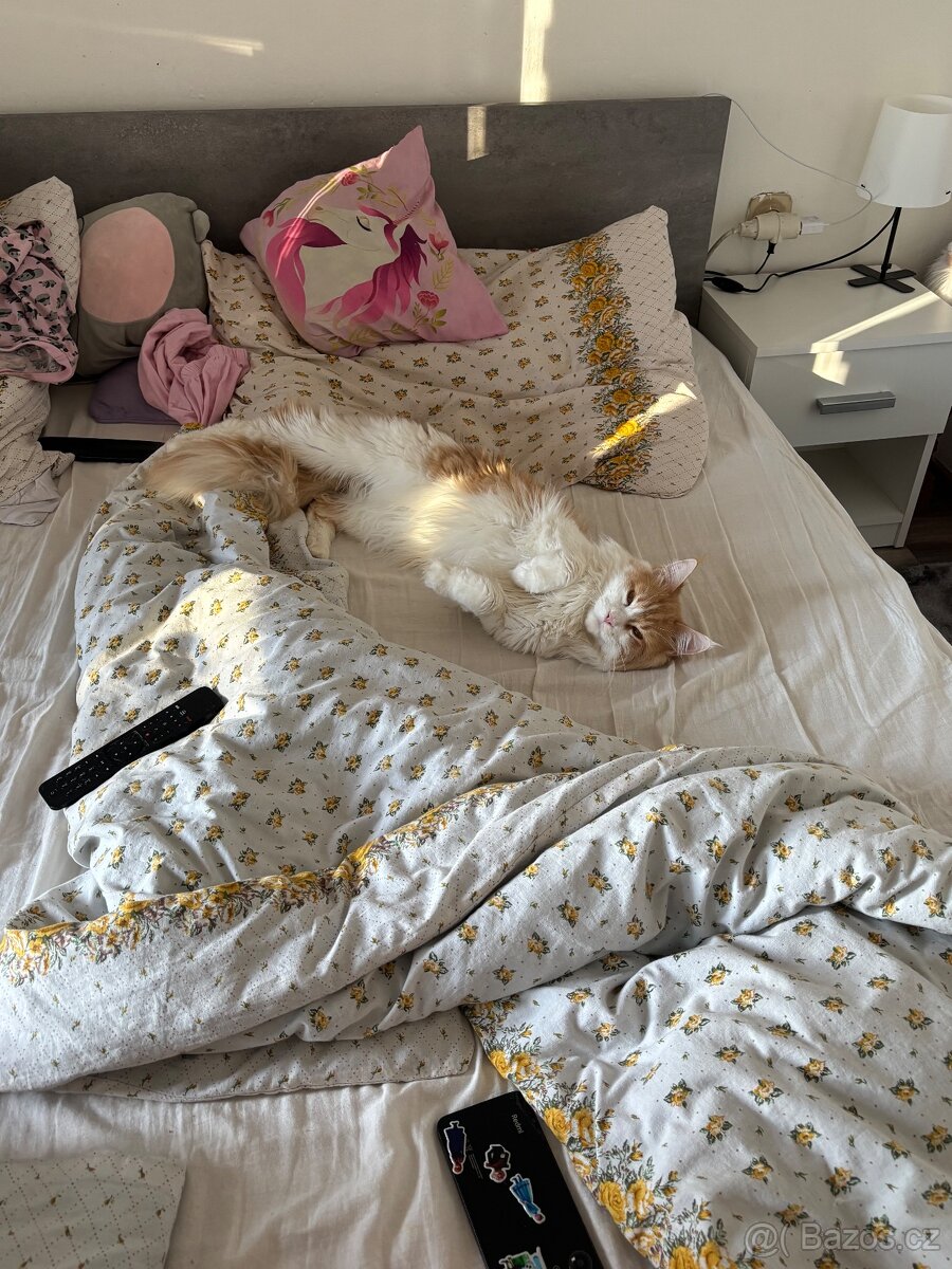 Mainská mývalí - 4