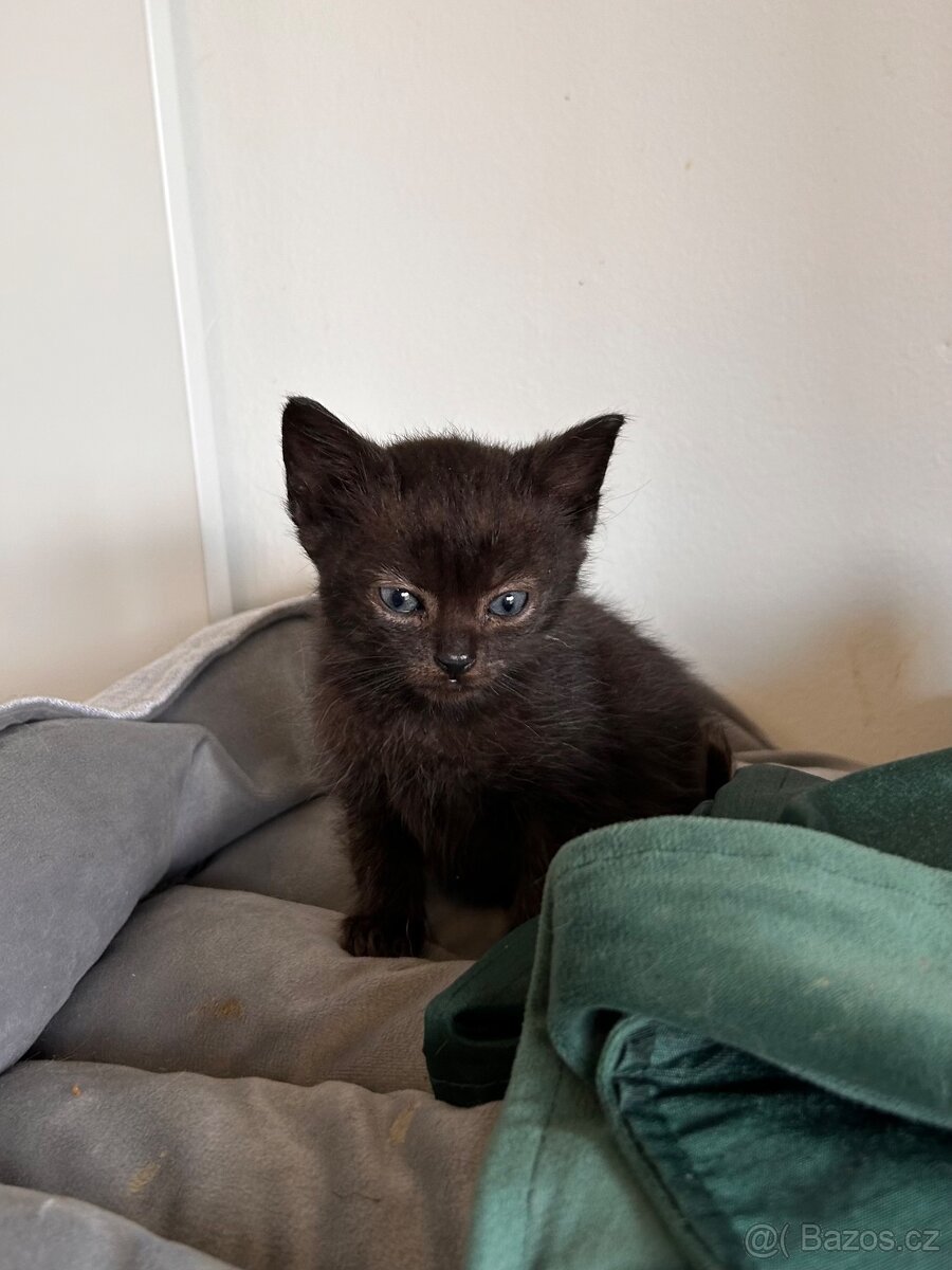 Darujeme koťátka - 4