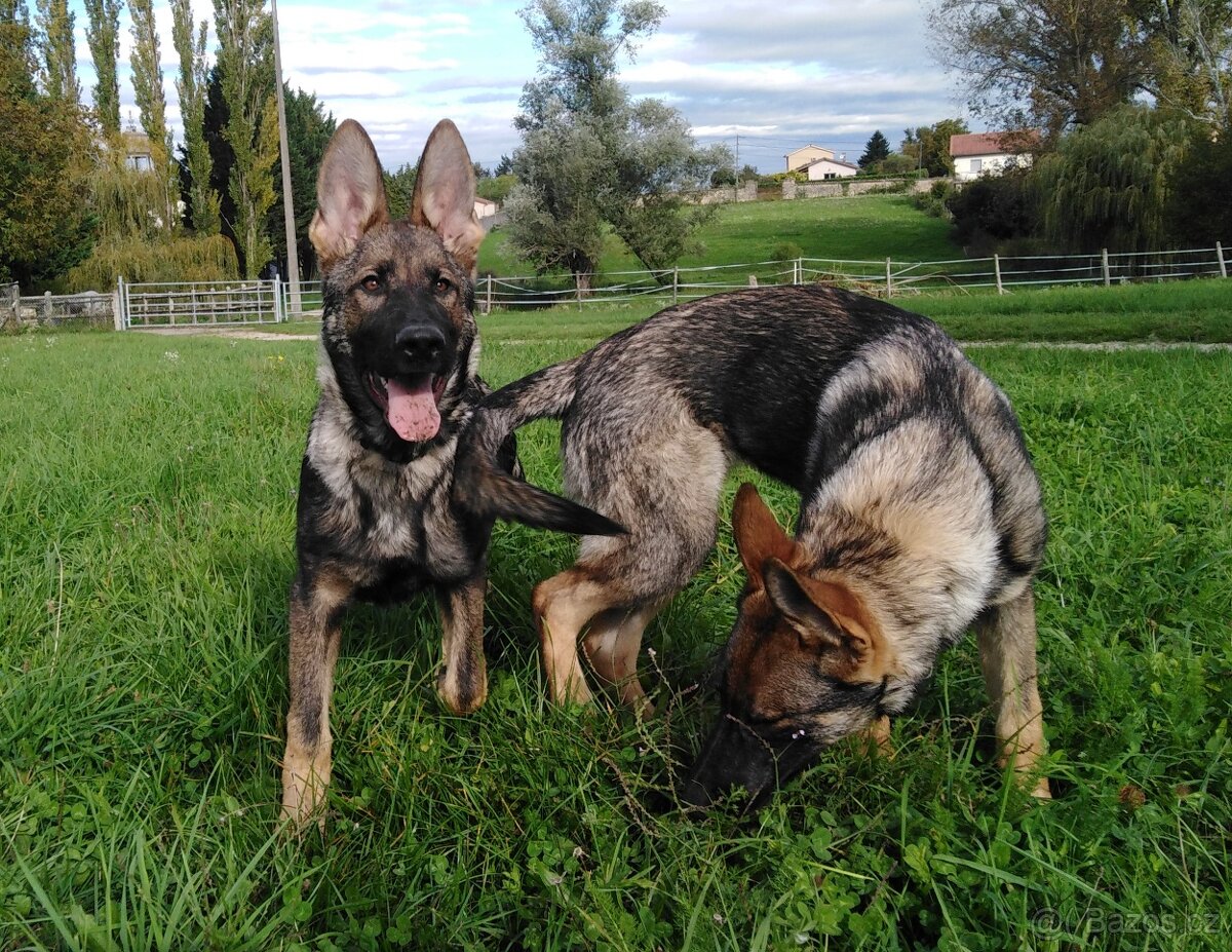 Prodám štěně německého ovčáka s PP - 4