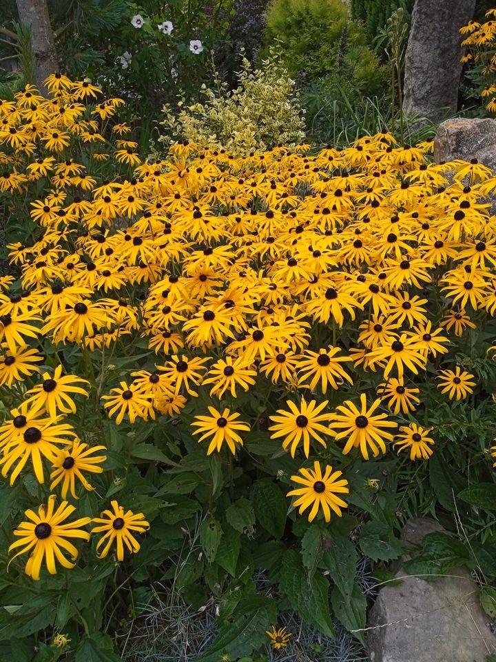 Odolné přebytky ze zahrady - 4