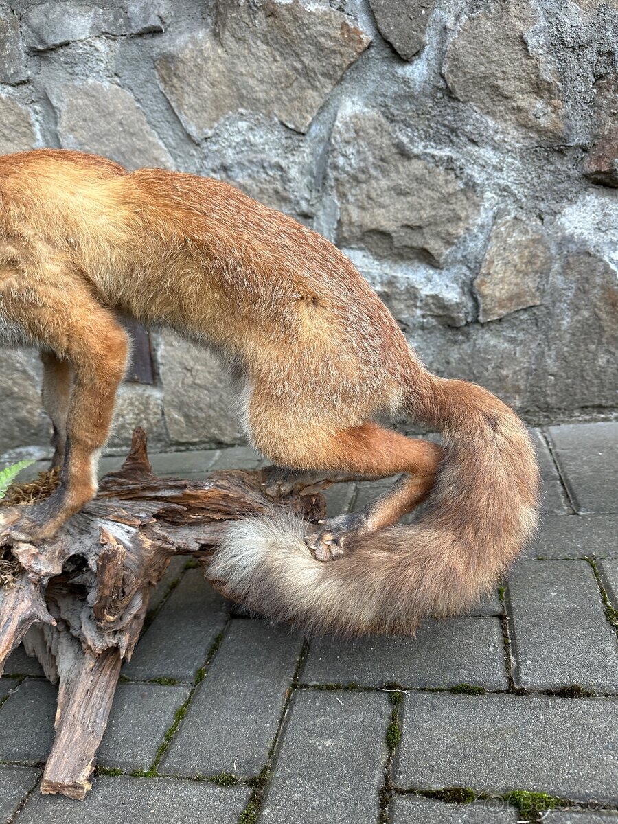 Liška - preparace, vycpanina - 4