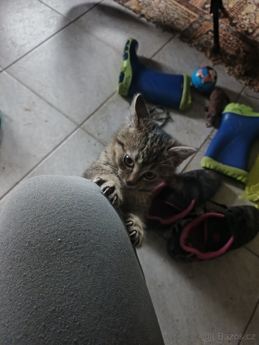 Daruji kotě-kočičku - 4