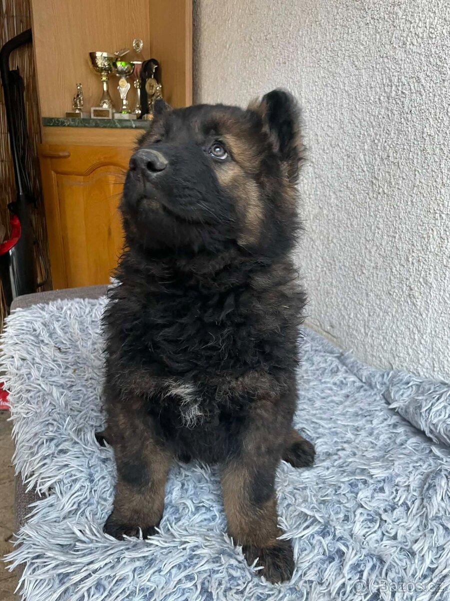 Německý ovčák - 4