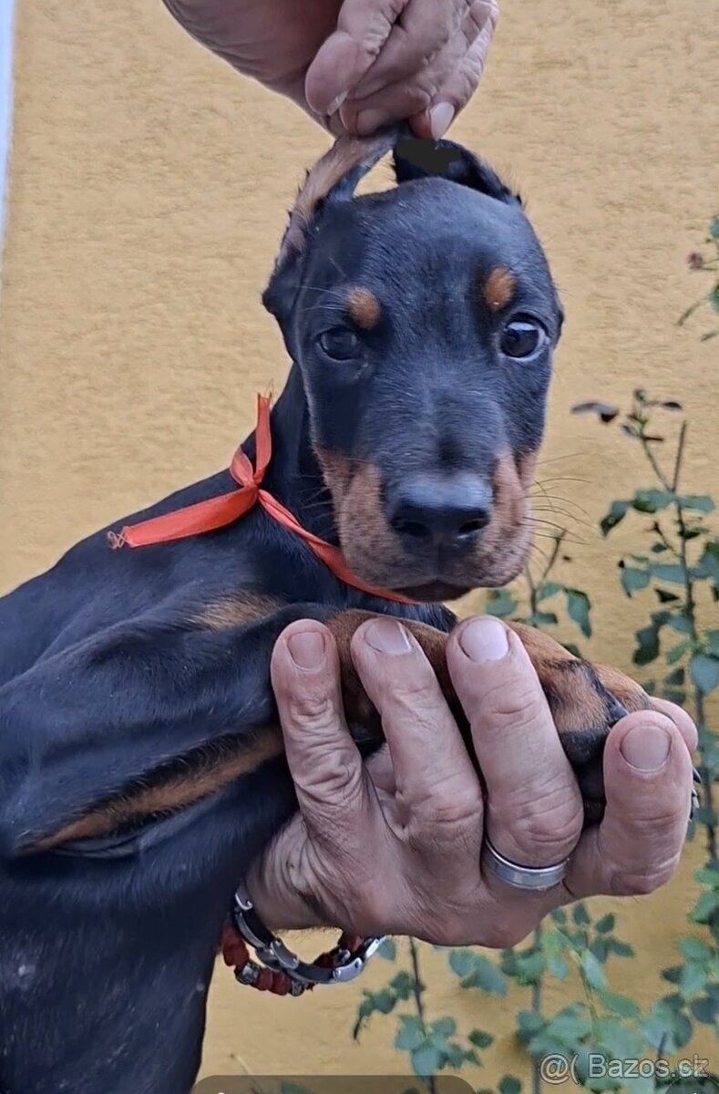 Doberman šteniatka FCI S PP - 4