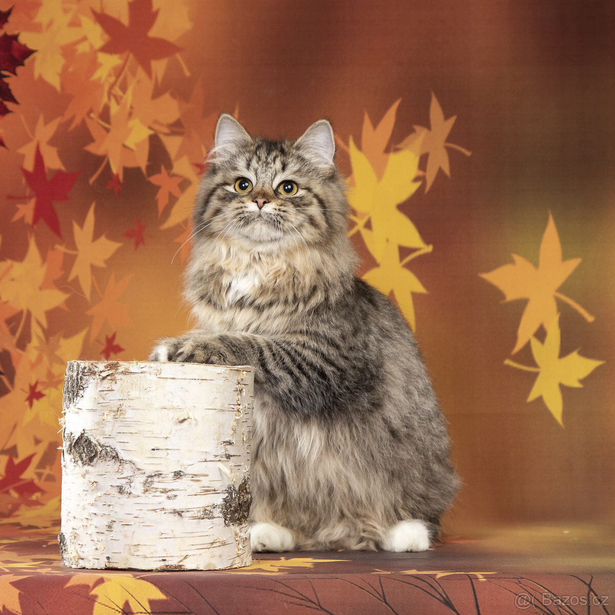 Sibiřská kočka - kočička s PP Keiko - 4