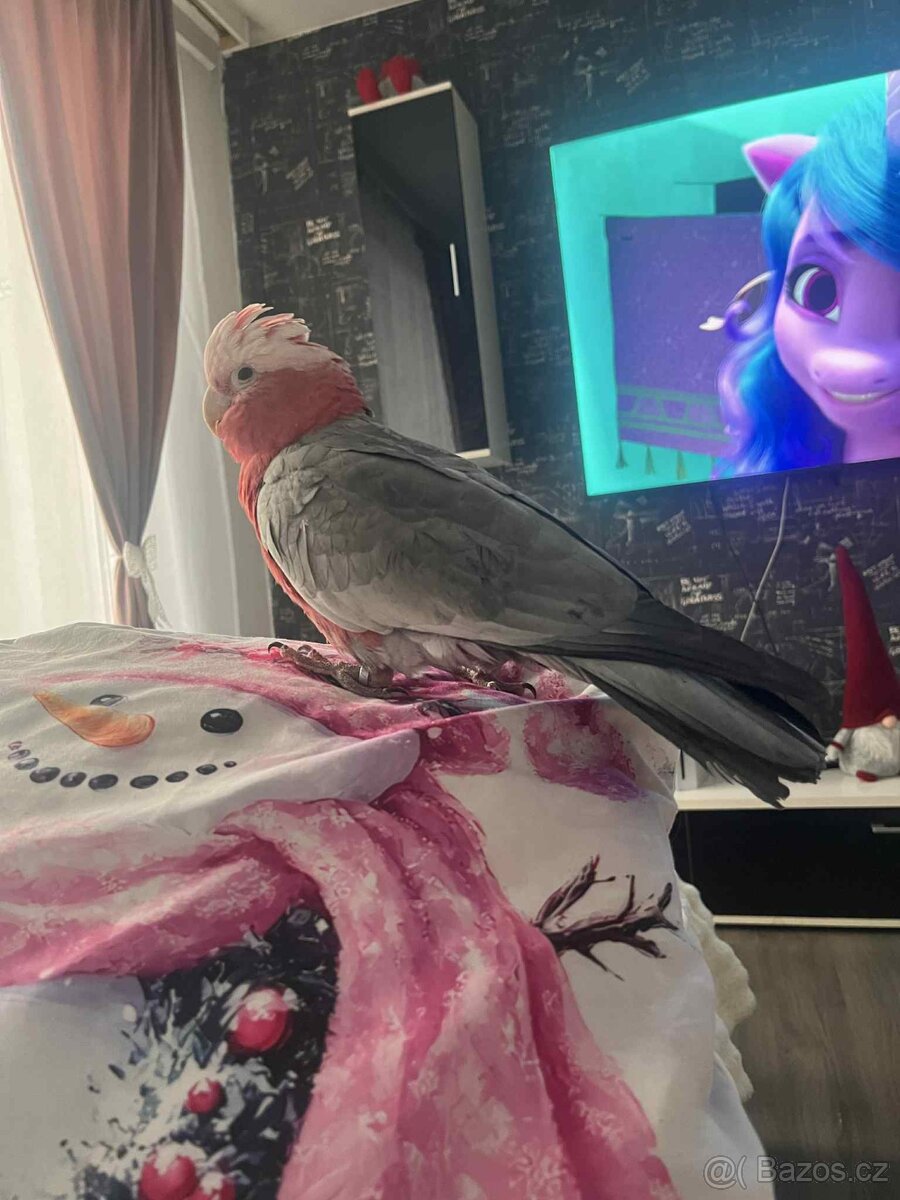 Kakadu růžový - 4