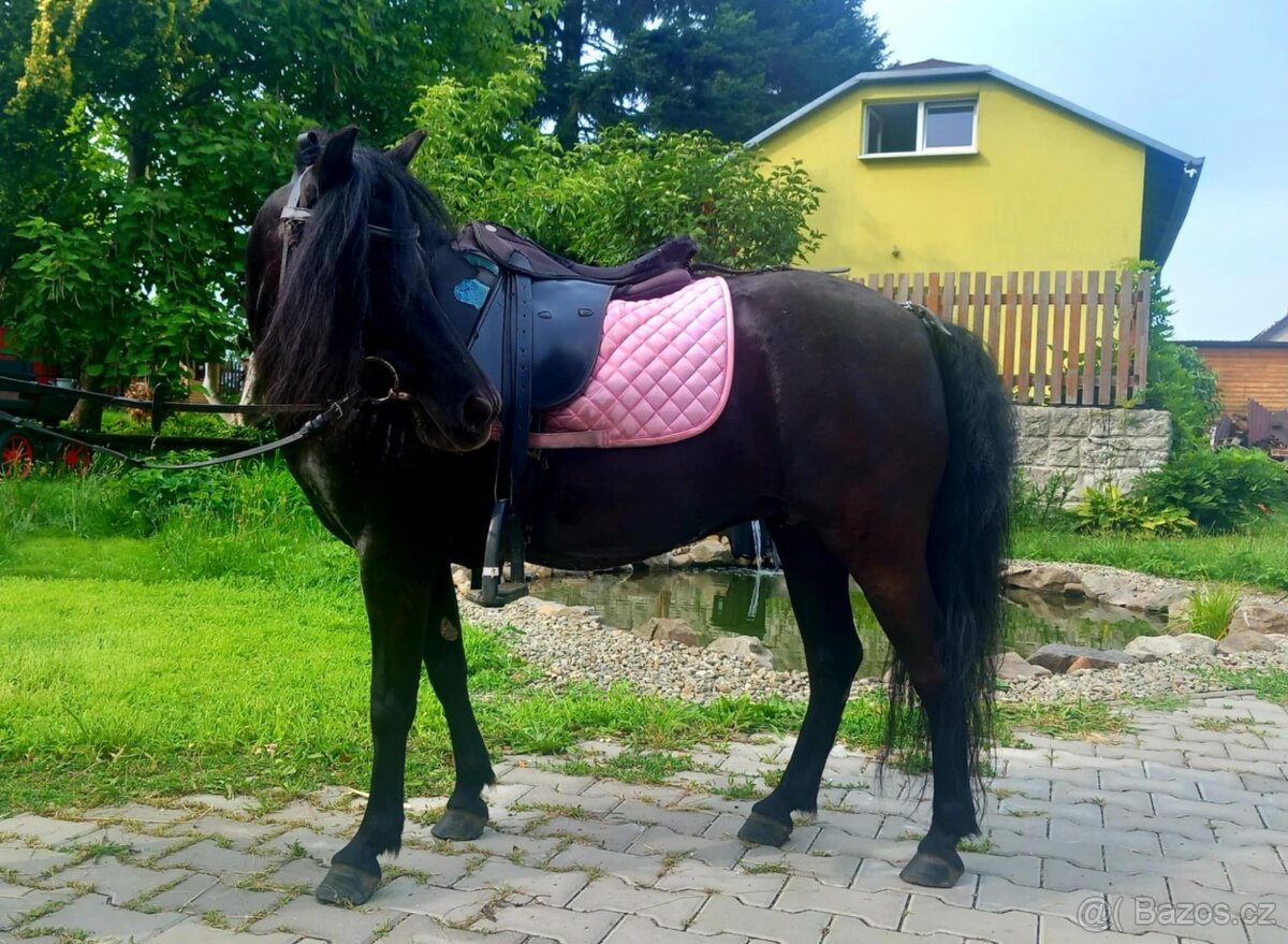 Pony kobylka - 4