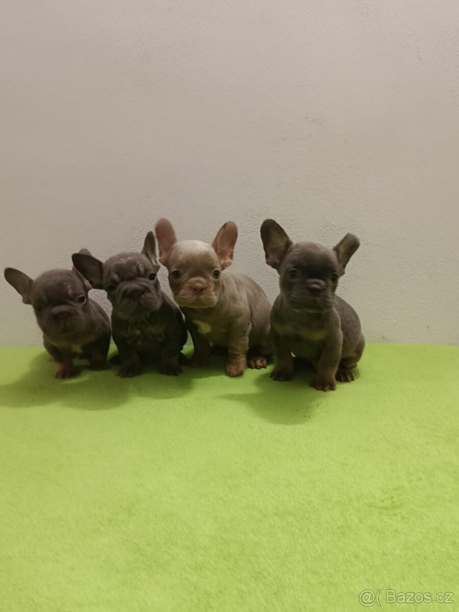 Francouzský buldoček bez pp - 4