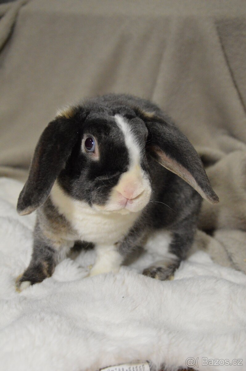 Zakrslý beránek satén rex - 4