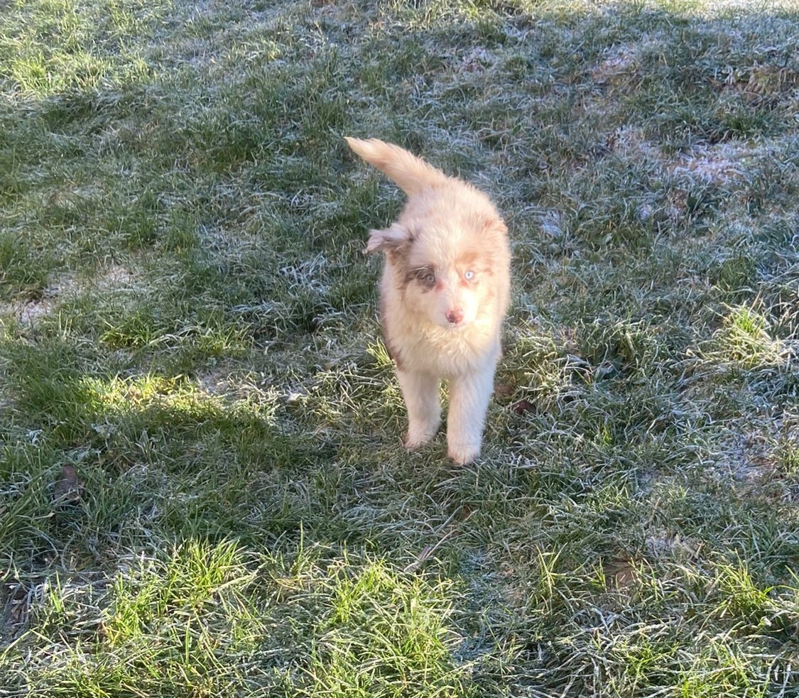 Štěňata border kolie - 4