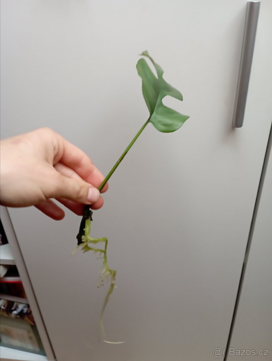 Raphidophora tetrasoerma - Monstera minima - řízek - 4
