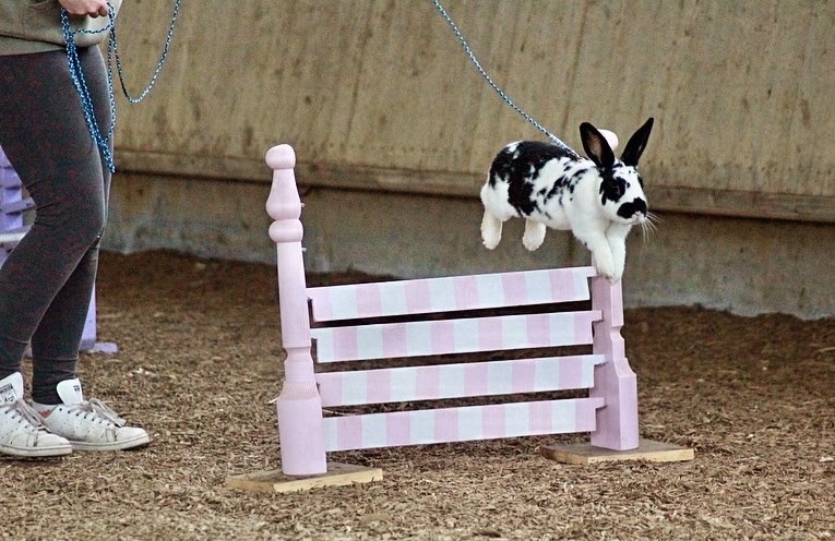 Zakrslý králík s pp - Lora - 4