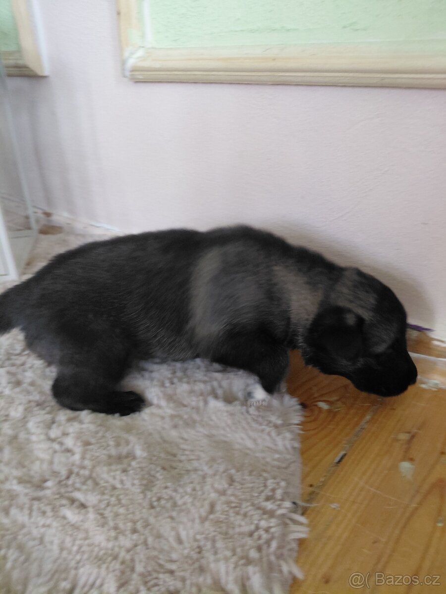 Prodám krásná štěňata - 4