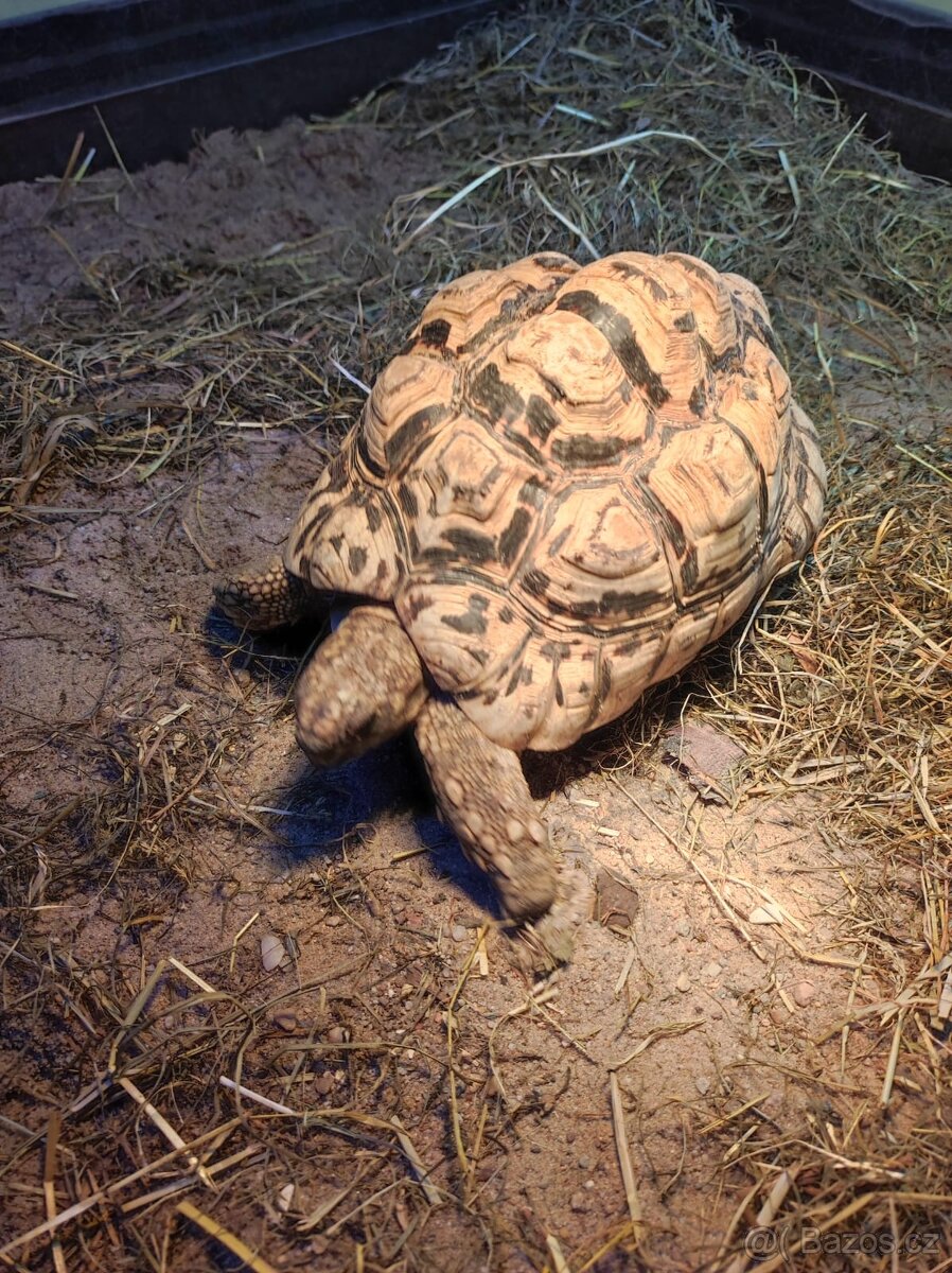 Želva pardálí - dospělý samec - 4