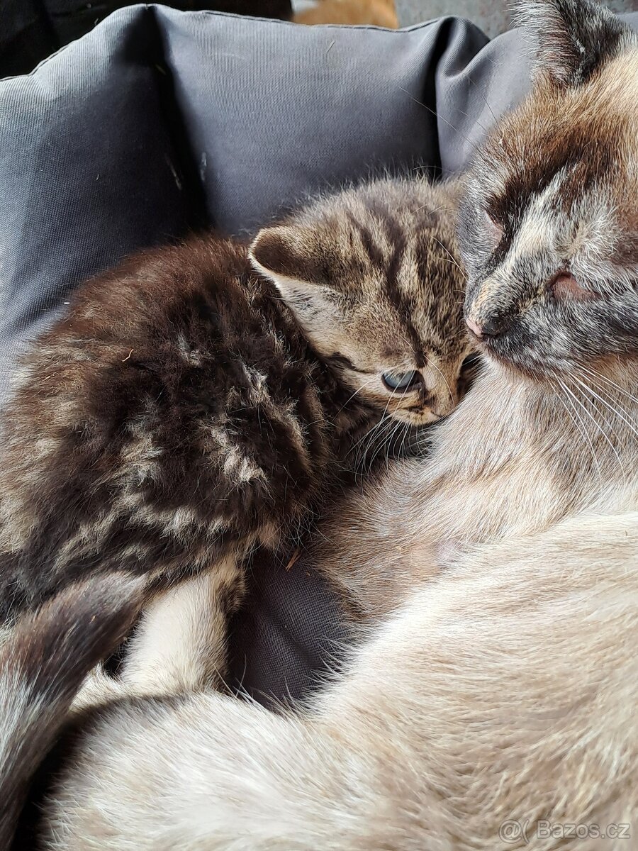 Daruji do dobrých rukou mourovatá koťata - 4