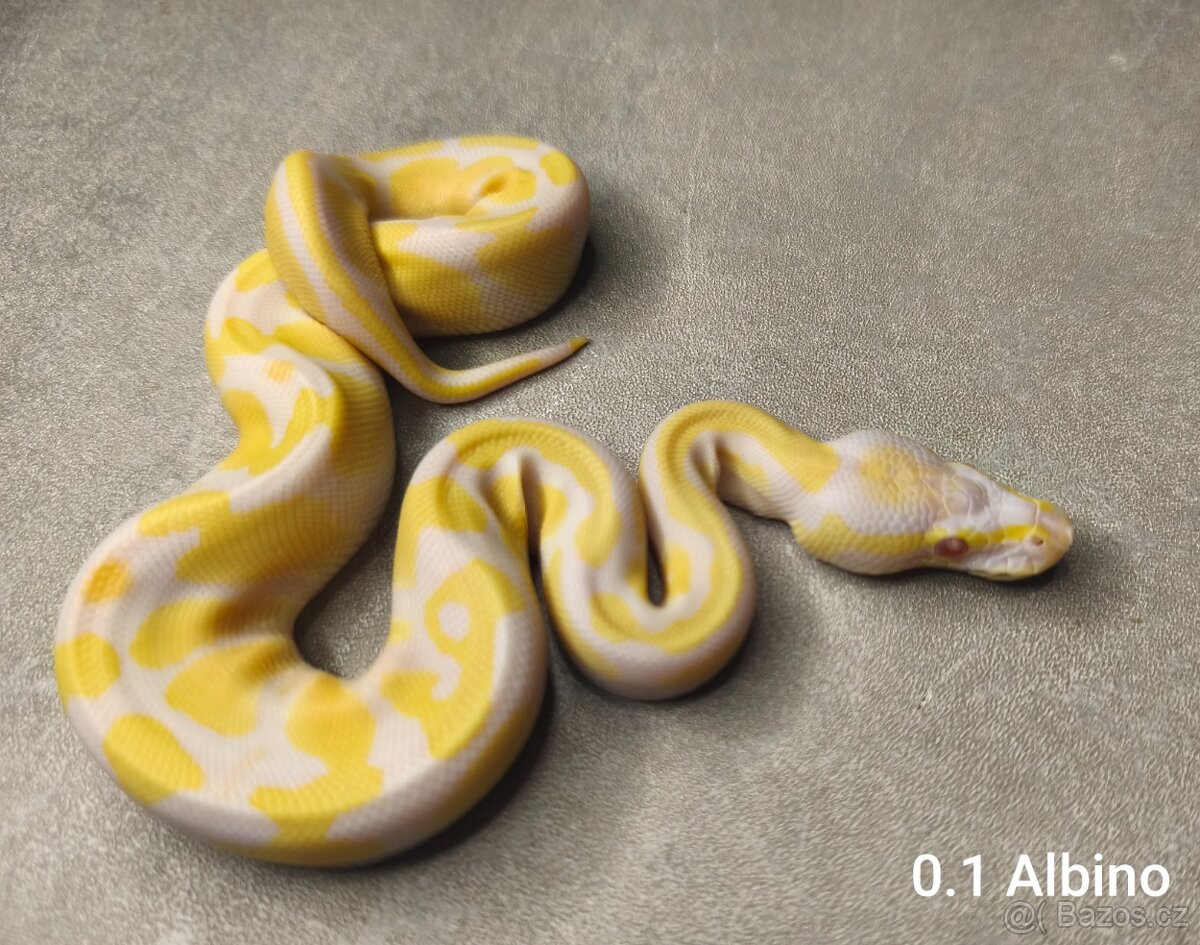 Krajta královská - 4