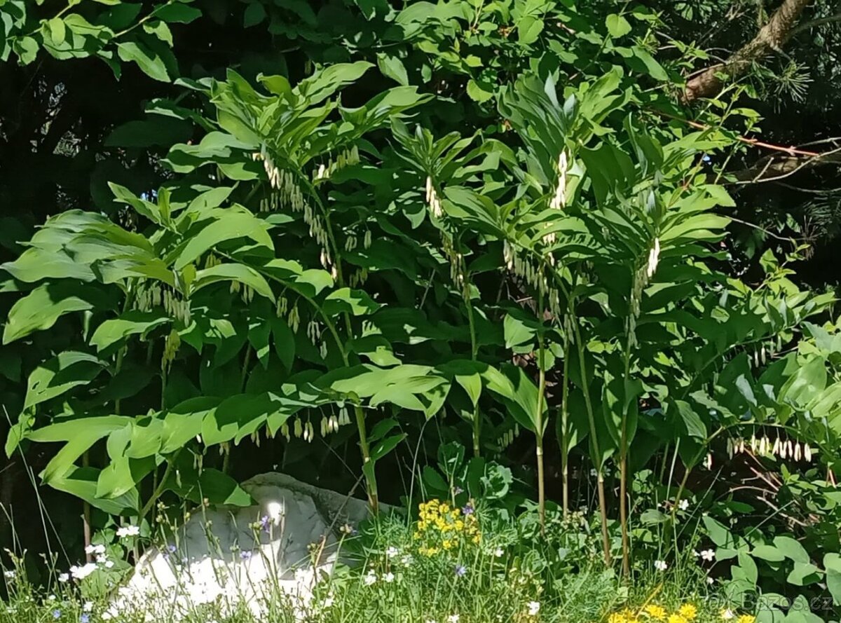 Květiny ze zahrádky - 4