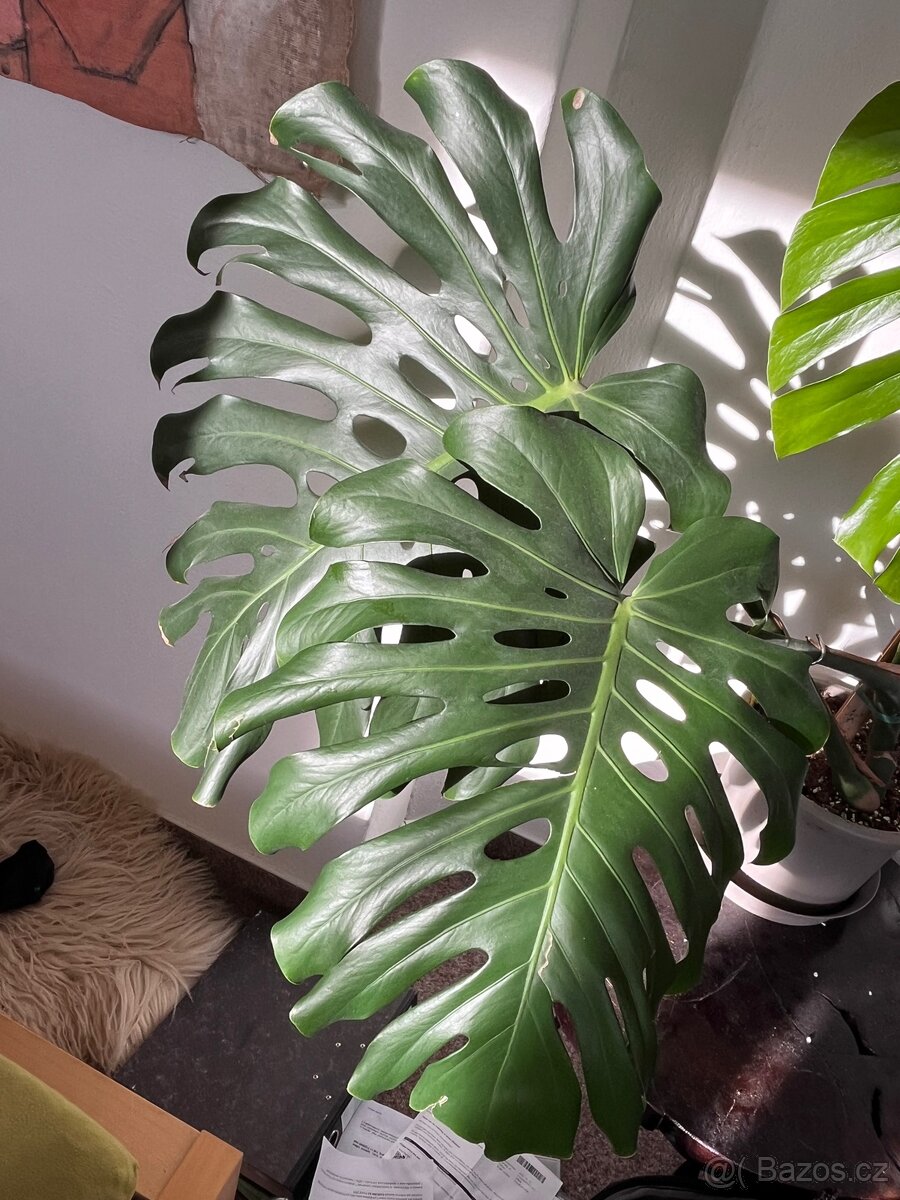 Monstera deliciosa II - 4
