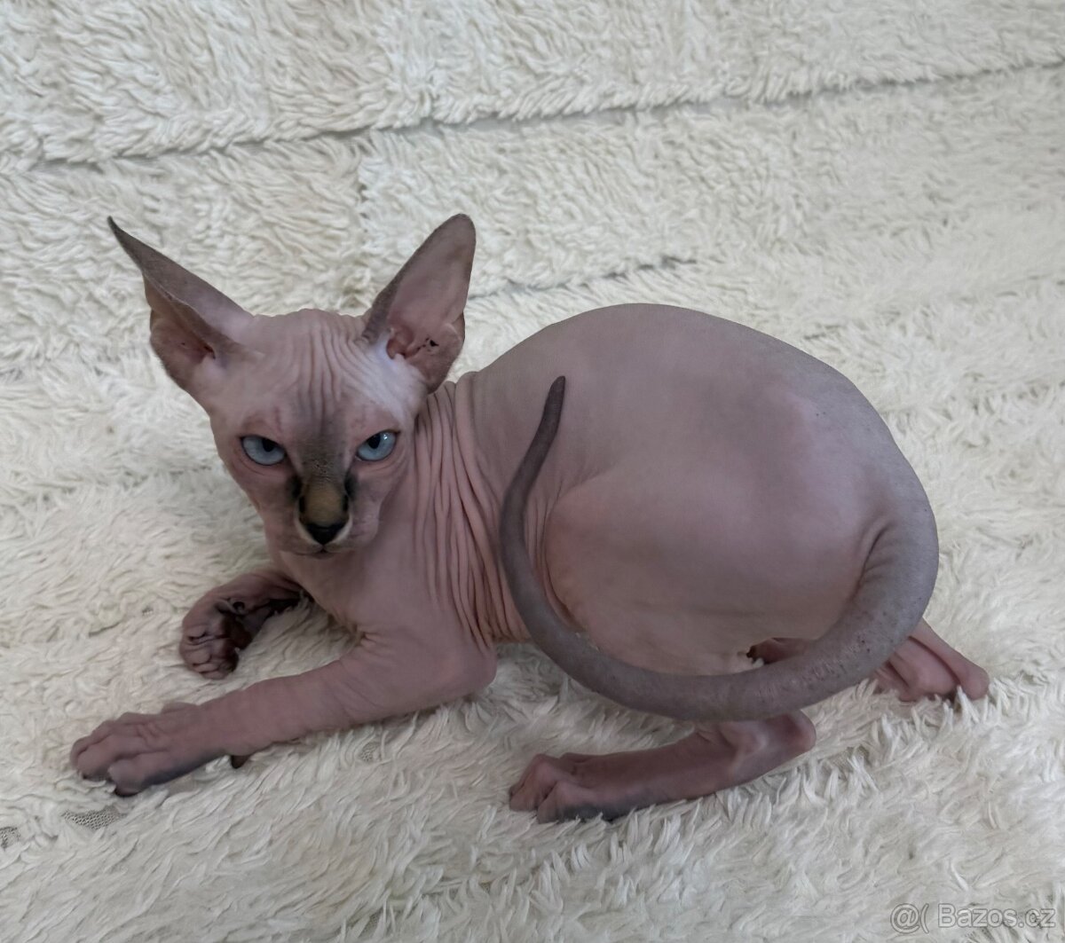 Kanadský sphynx - 4