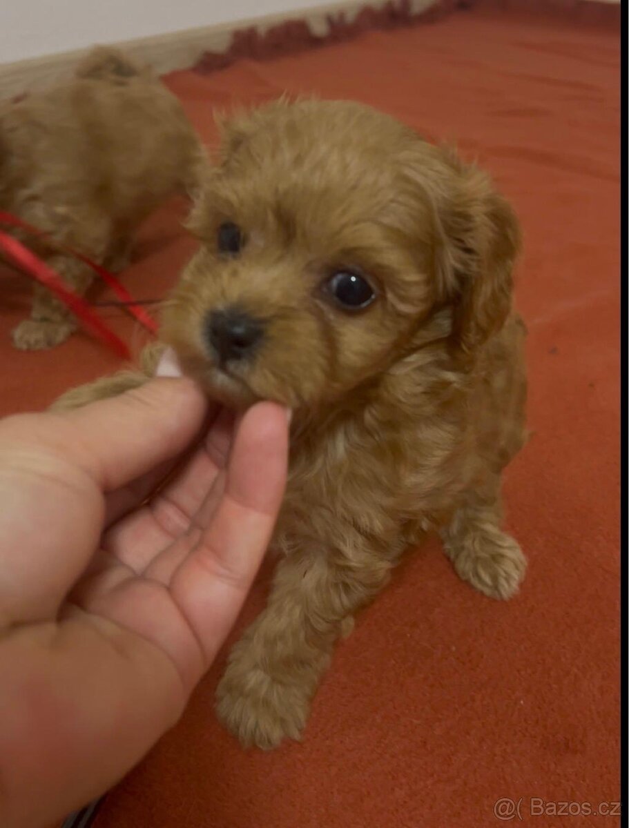 Maltipoo - 4