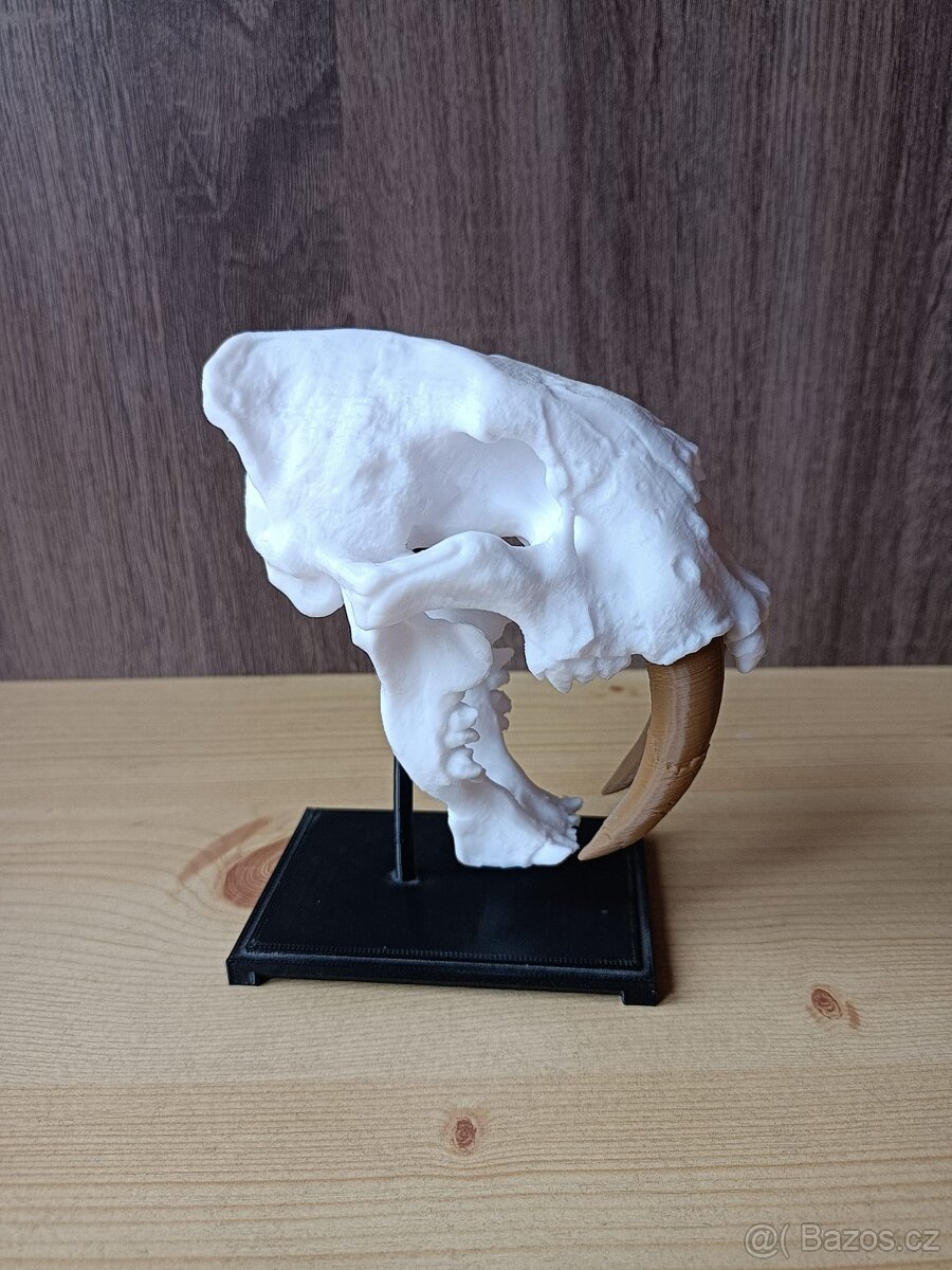 3D tisk-replika lebky šavlozubého tygra - 4