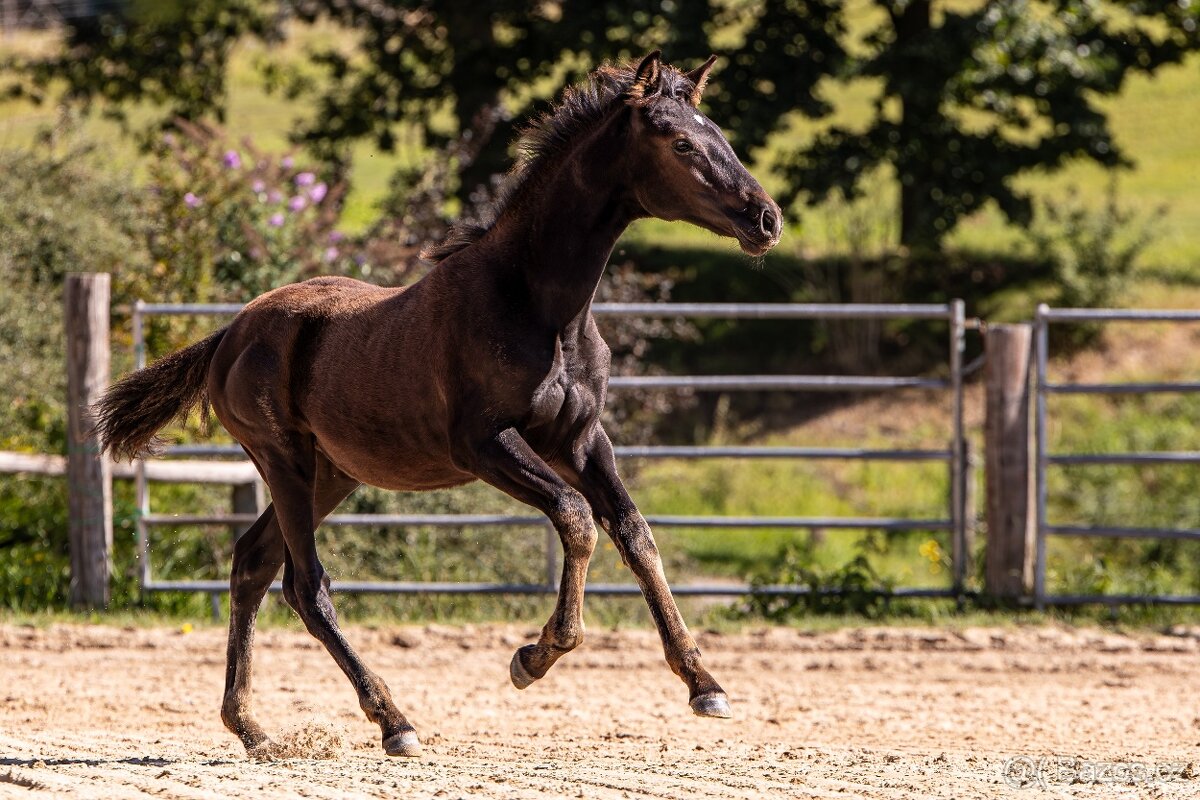 Klisnička P.R.E. - 4