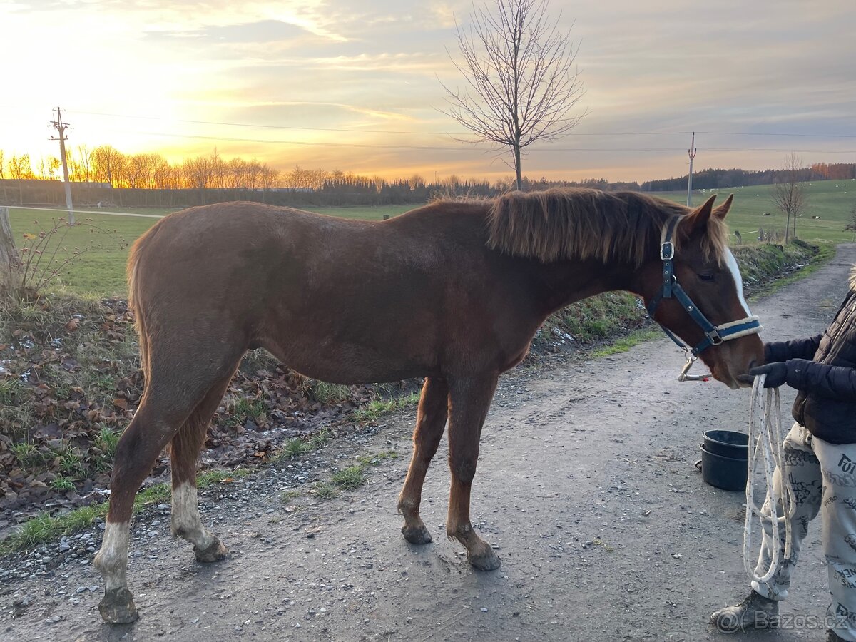 Hřebec po Heartbreak ZH - 4