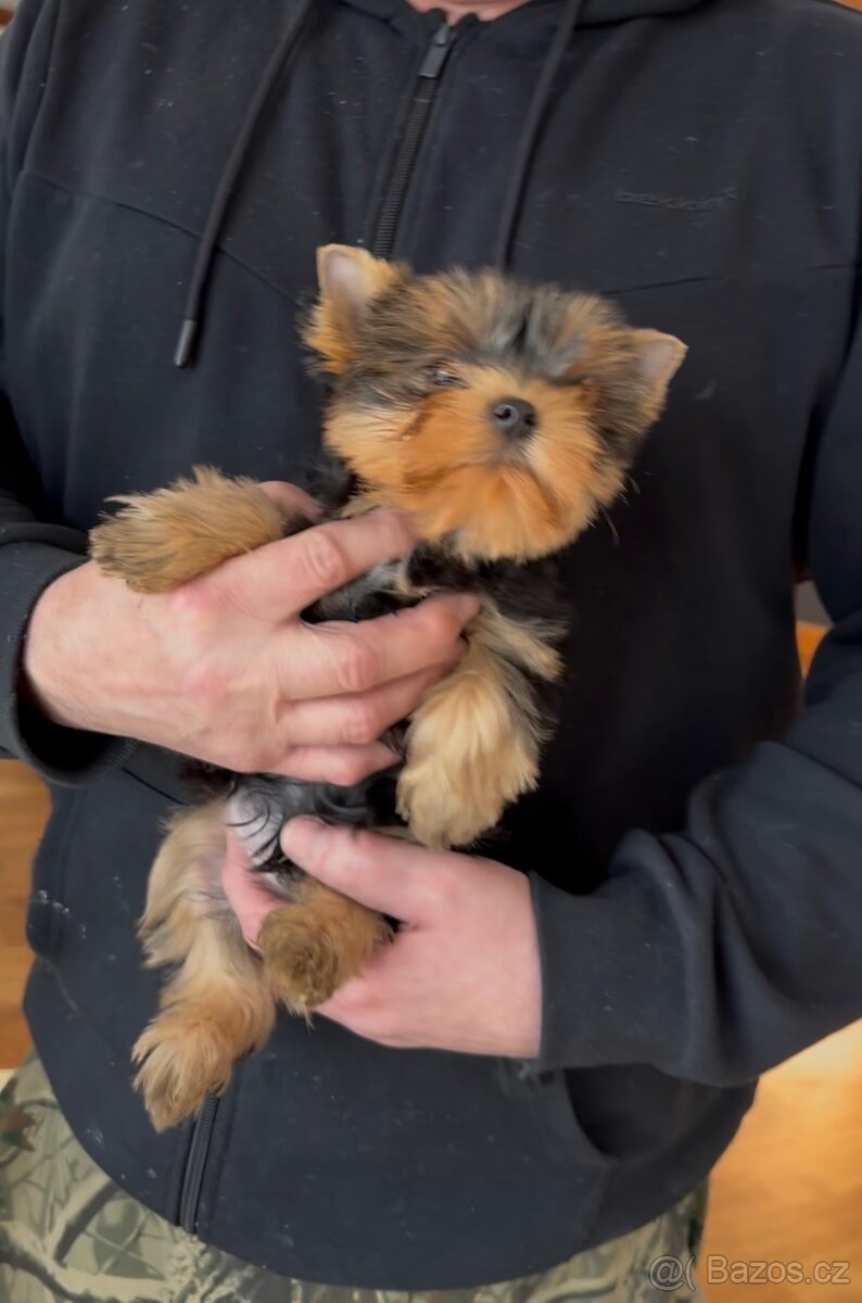 Jorkšírský terier - 4