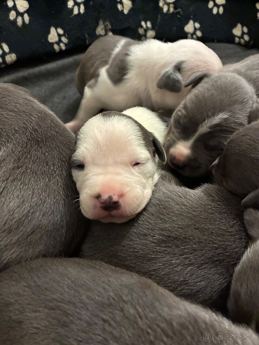 Americký stafordšírský teriér – štěňátka k odběru - 4