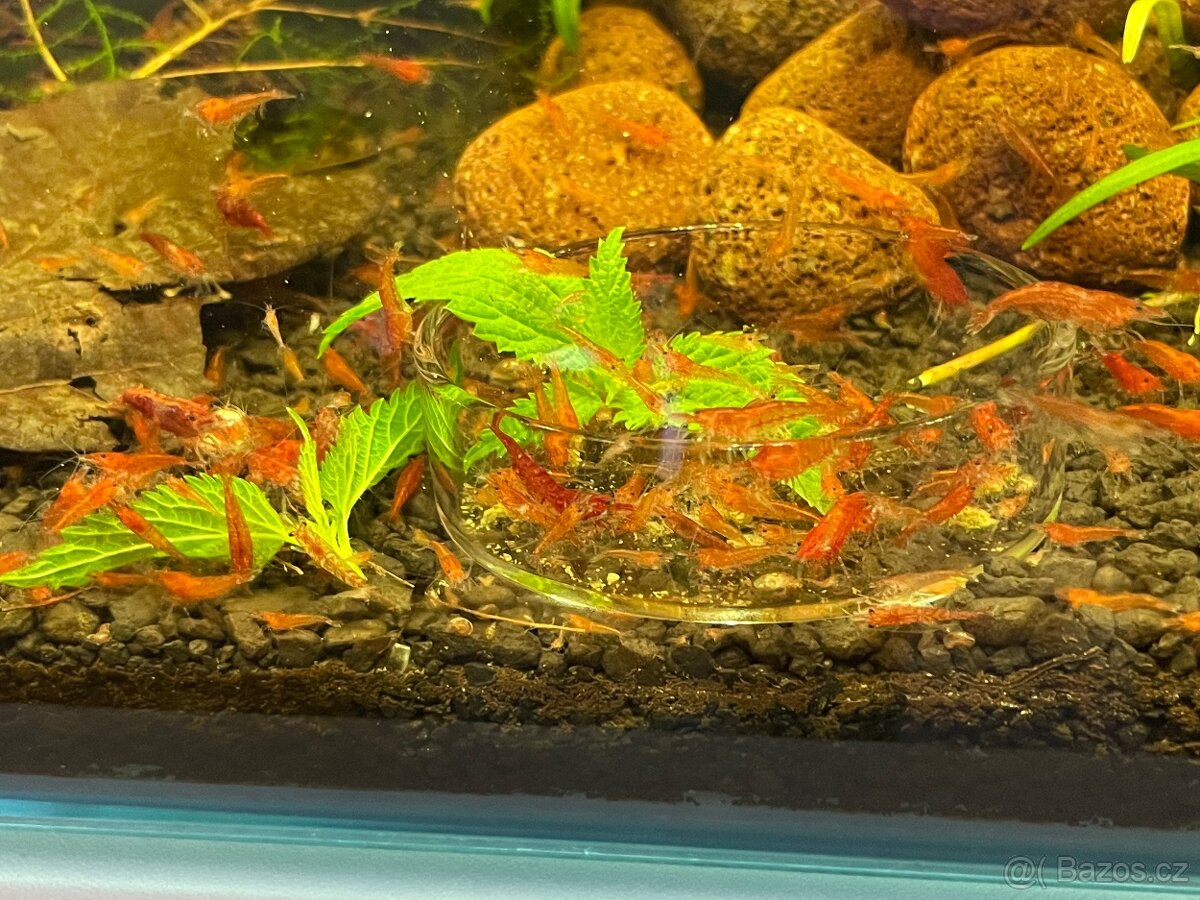 Krevetky červené Red Cherry - 4