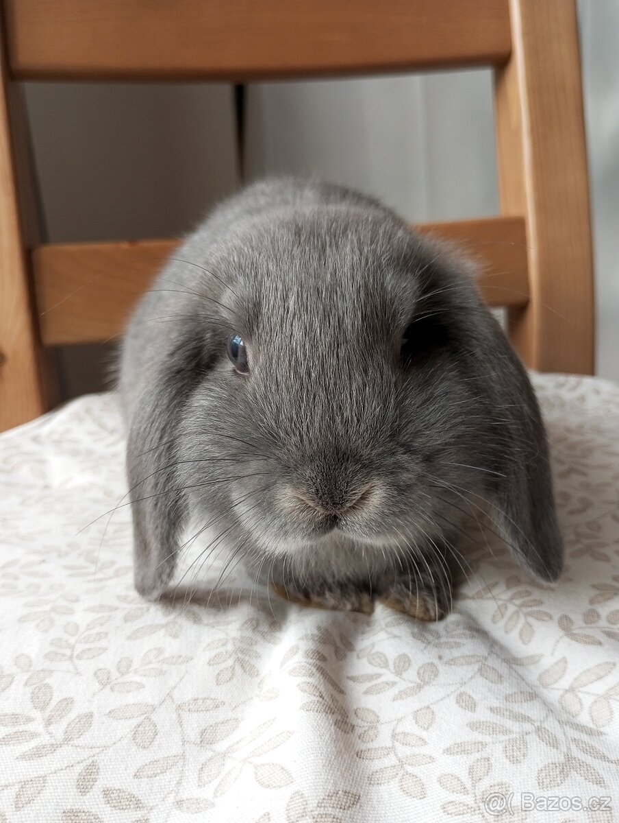 Zakrslý beránek králíček - 4