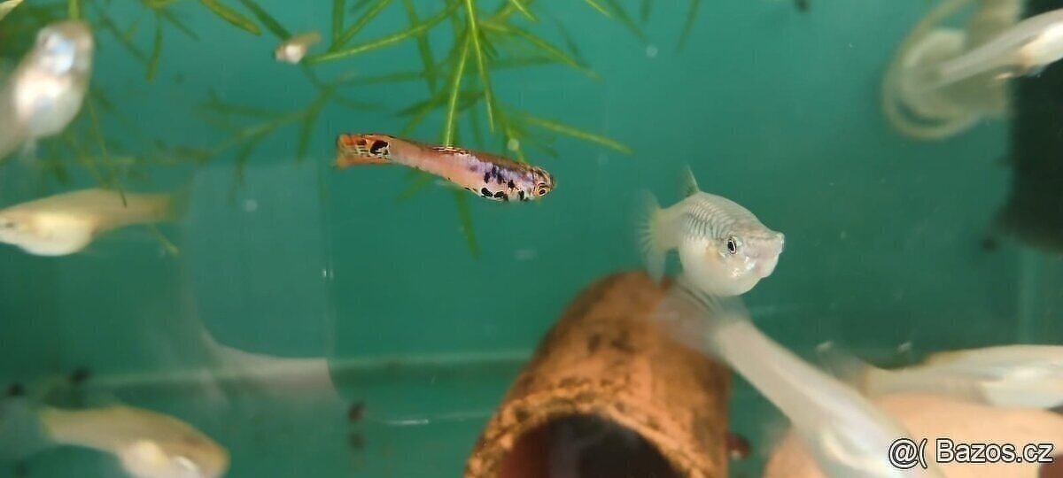 endlerky - živorodka wingeova - 4