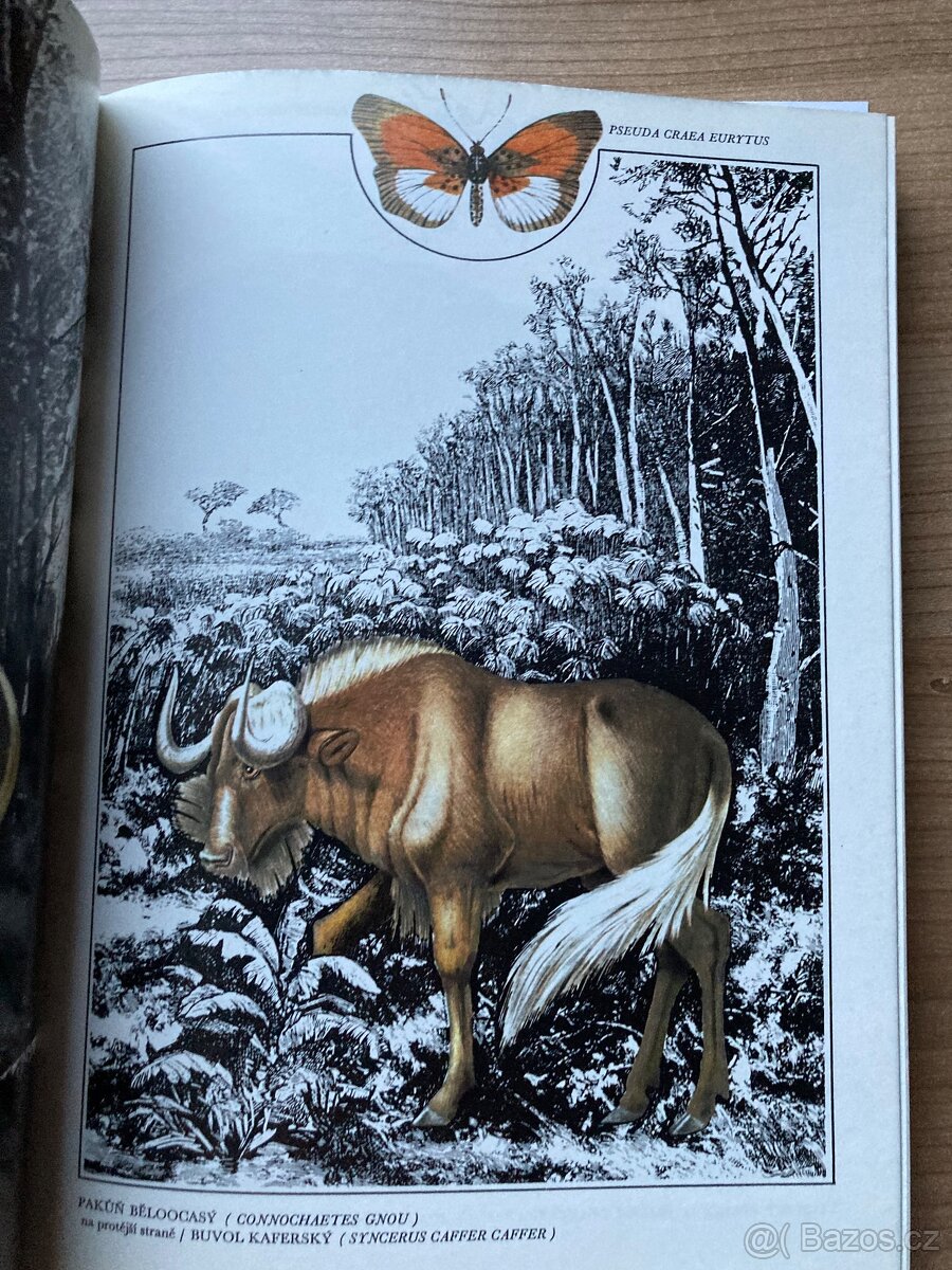 Afrika ráj a peklo zvířat - 4