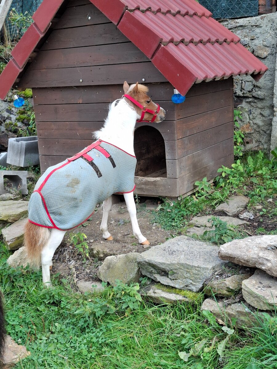 Kobylka AMHA- minihorse - 4