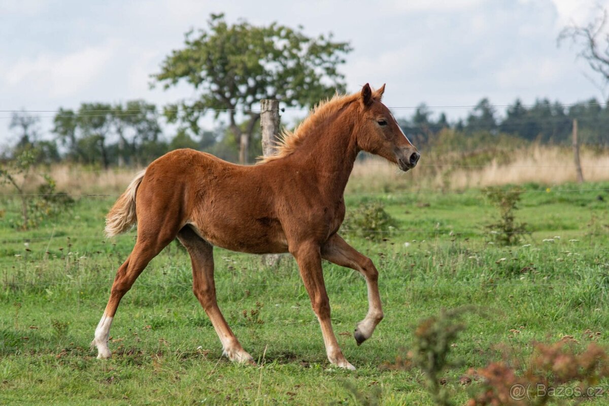 Welsh Cob klisna s PP - 4